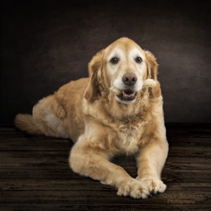 Binghamton Pet Photography
